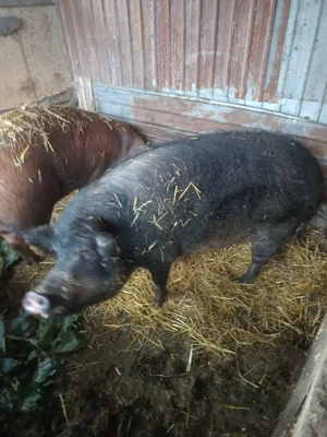 Vând porc  - imagine 2