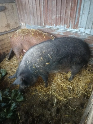 Vând porc  - imagine 5