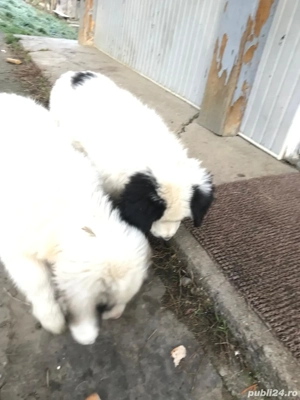 căței Ciobanesc 