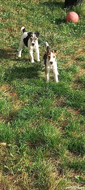 Fox terrier sârmos.a