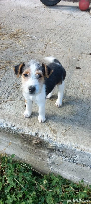 Foxterier sârmos  - imagine 2