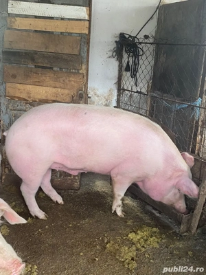 Vand  porc - imagine 3