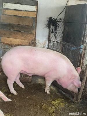 Vand  porc - imagine 2