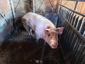 Porc 170 kg+  - imagine 4