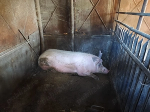 Porci diferite mărimi 