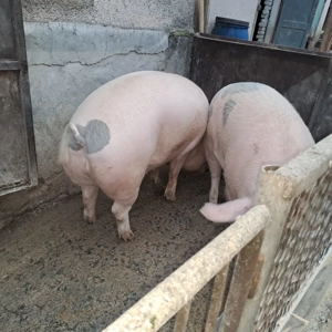 De vanzare  - imagine 2