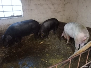 vand porci - imagine 2