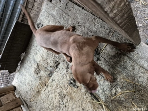 caine de trufe visla - imagine 2