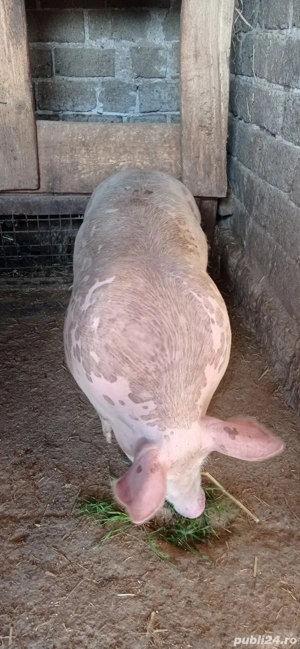 De vânzare 1 vieri și două scrofițe pietran - imagine 2