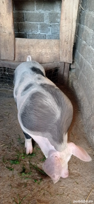 De vânzare 1 vieri și două scrofițe pietran