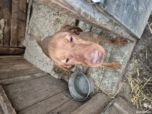 caine de trufe visla - imagine 3