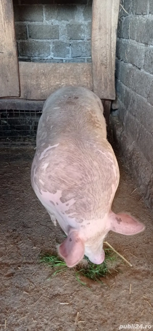 De vânzare 1 vieri și două scrofițe pietran - imagine 3