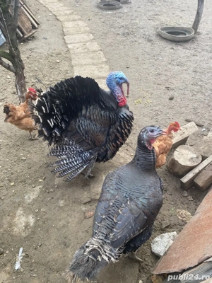 vand curcani de carne - imagine 3