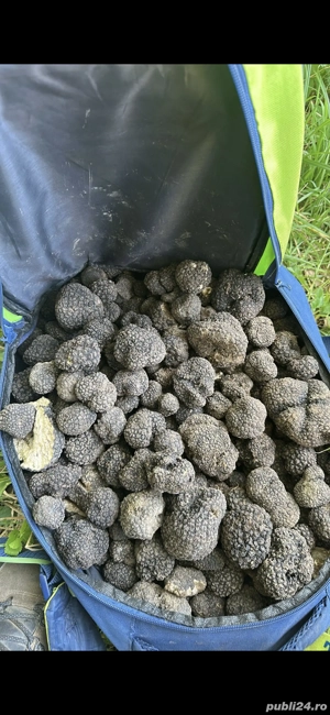 caine de trufe visla - imagine 4