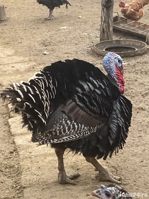 vand curcani de carne