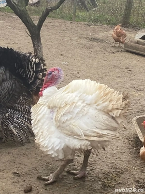 vand curcani de carne - imagine 2