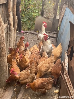 vand gaini    - imagine 3