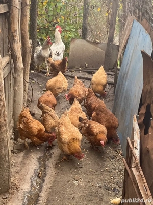 vand gaini    - imagine 5