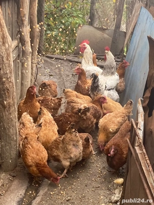 vand gaini    - imagine 2