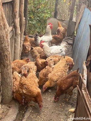 vand gaini    - imagine 4