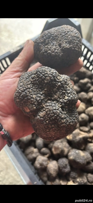 caine de trufe visla - imagine 5