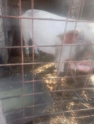 Purcea gestanta de vanzare - imagine 2