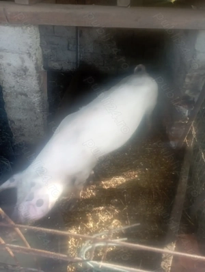 Purcea gestanta de vanzare