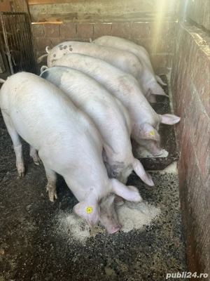 vand porci pentru sacrifat