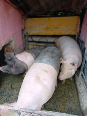 Vând porci 170 - 250 kg