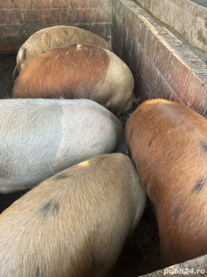 porci pentru sacrificat