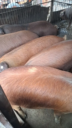 Vând porci  - imagine 4