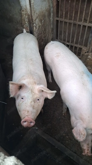 Vând porci  - imagine 3