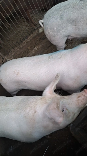 Vând porci  - imagine 2