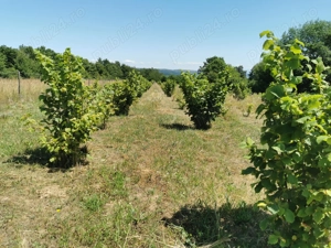 Ferma de aluni + teren turistic panoramic  - imagine 5