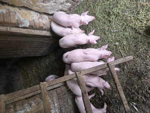 Purcei landrace de vanzare