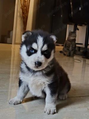 Pui husky siberian rasa pura