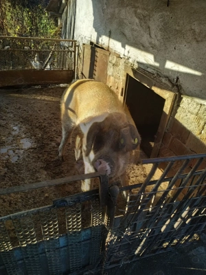 Vind porc 15lei kg negociabil