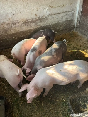 vand suldei - imagine 2