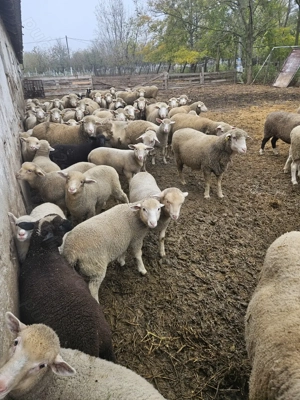 Miei de lapte - imagine 4