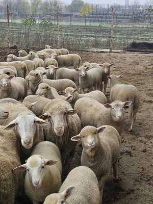 Miei de lapte - imagine 3