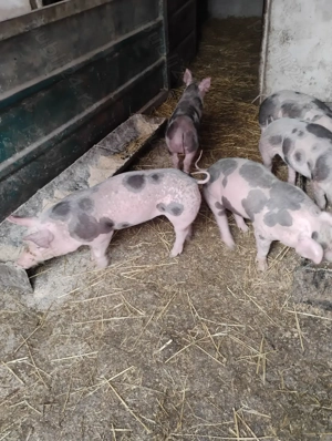 Purcei pietrain de vanzare 5 bucati - imagine 3