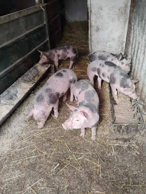 Purcei pietrain de vanzare 5 bucati - imagine 2