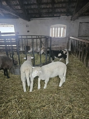 Miei de lapte - imagine 2