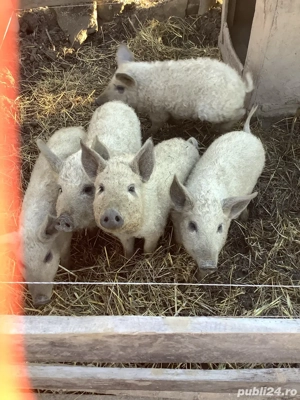 porci mangalita - imagine 2