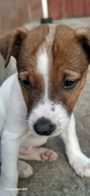 Caut casa jrt cu stapani iubitori