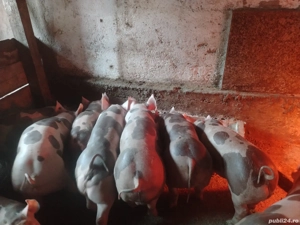 Vieruț Pietrain Belgian, 10 săptămâni !! 