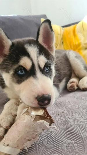 Siberian Husky pui - imagine 2