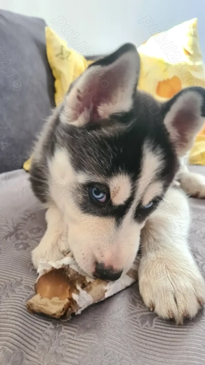 Siberian Husky pui - imagine 3