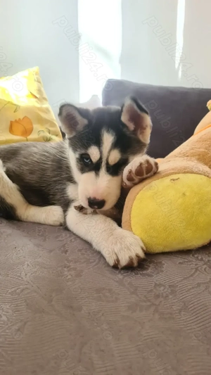 Siberian Husky pui - imagine 4