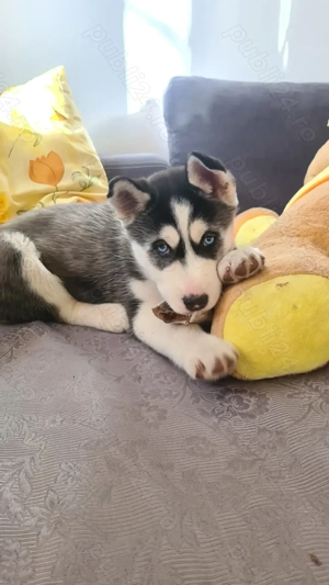 Siberian Husky pui